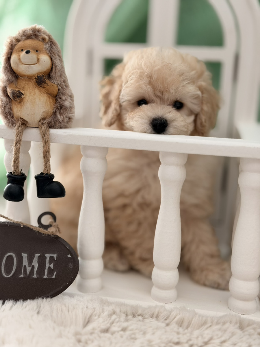 Lily baby 写真1